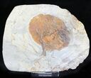 Fossil Leaf (Zizyphoides flabellum) - Montana #23046-1